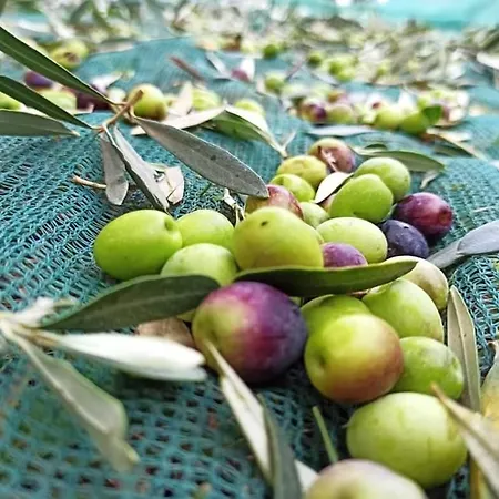 Farma La Talpa Marsiliana