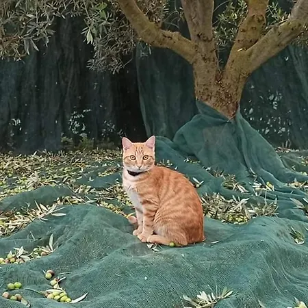 La Talpa Farma Marsiliana