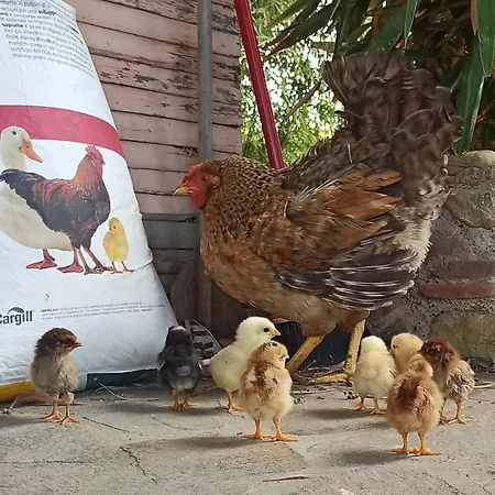 La Talpa Farm stay Marsiliana