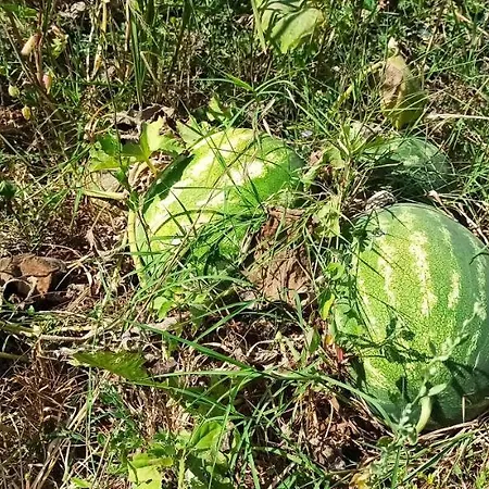 Фермерский дом La Talpa Марсилиана