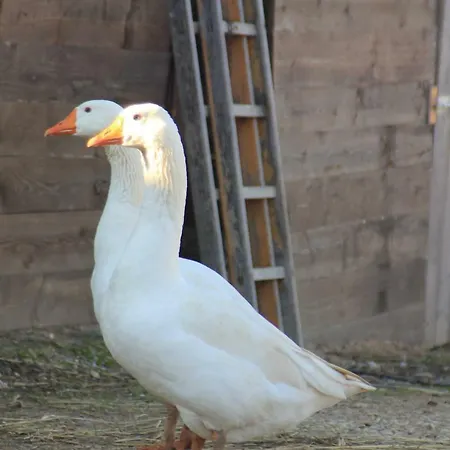 ファームステイ La Talpa マルシリアナ